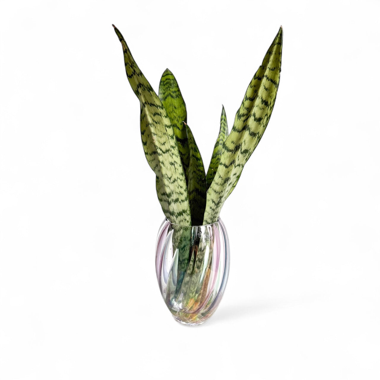 Vibrant Serpent