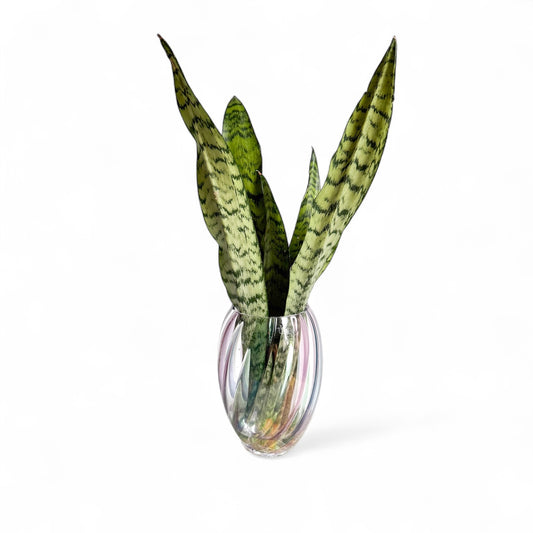 Vibrant Serpent