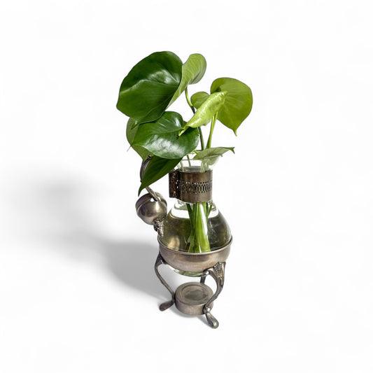 Monstera Brew