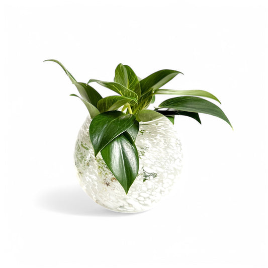 Snowball