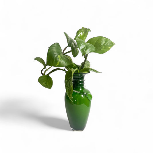 Wrapped in Growth