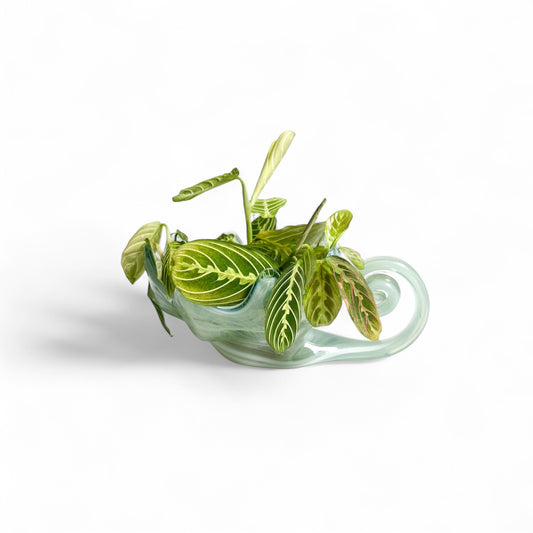 Chameleon