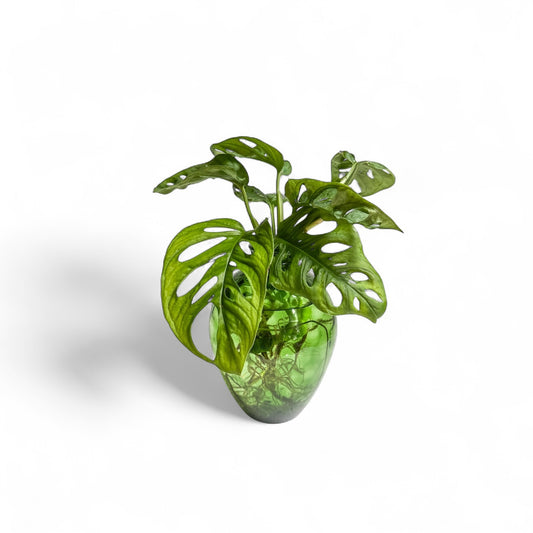 Green Apple