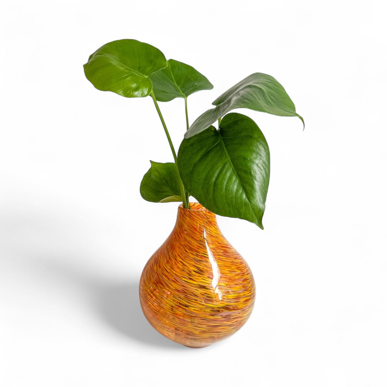 Golden Sprout