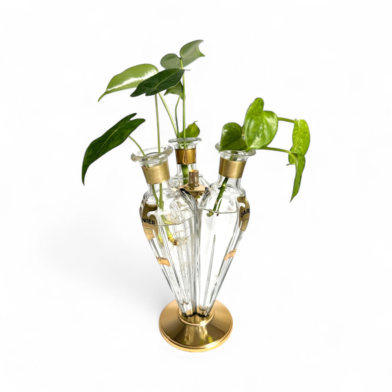 Hocus Pocus – Reclaimed Roots