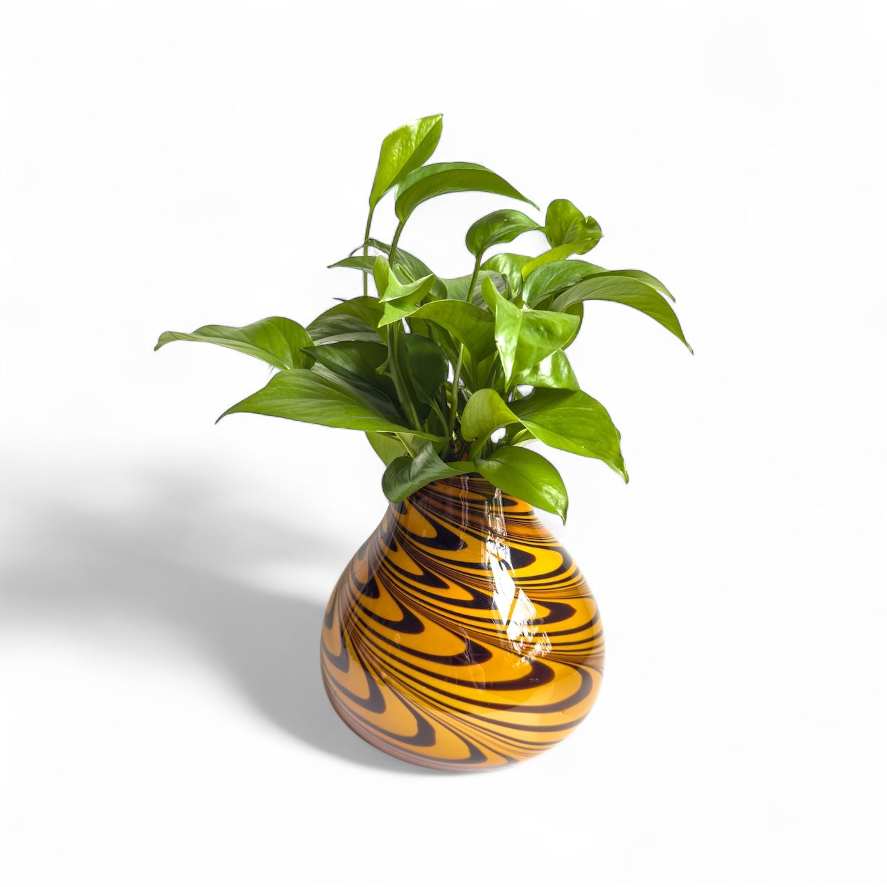 Tiger Glow