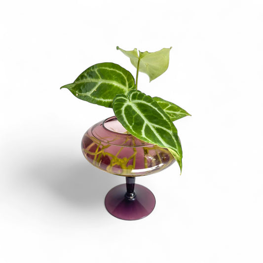 Velvet Stem